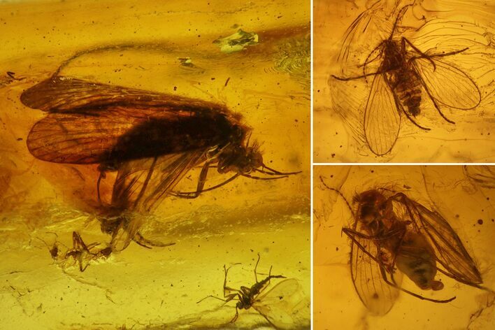 Detailed Fossil Caddisfly and Three Flies in Baltic Amber #139054